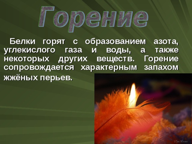 Белки горят с образованием азота, углекислого газа и воды, а также некоторых других веществ. Горение сопровождается характерным запахом жжёных перьев.  