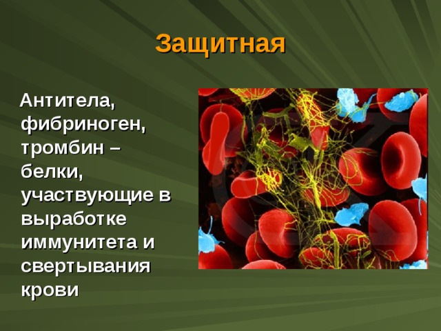 Иммунные белки крови. Белок фибриноген. Белки которые участвуют в свертывании крови. Белки, принимающие участие в свертывании крови:. Белки участвующие в иммунитете.