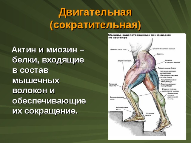 Двигательная (сократительная)  Актин и миозин – белки, входящие в состав мышечных волокон и обеспечивающие их сокращение.  