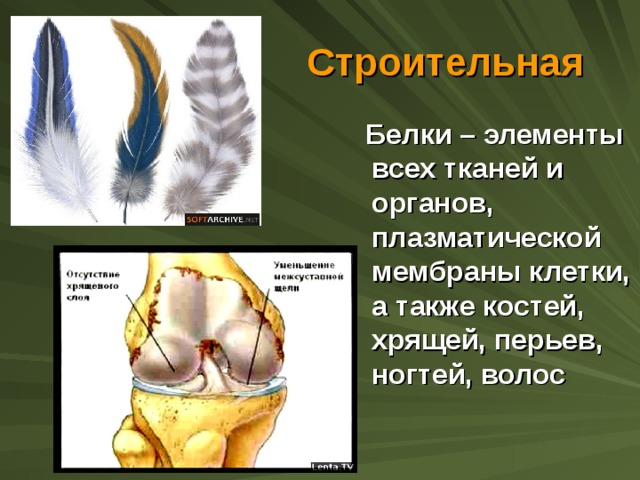 Строительная  Белки – элементы всех тканей и органов, плазматической мембраны клетки, а также костей, хрящей, перьев, ногтей, волос 