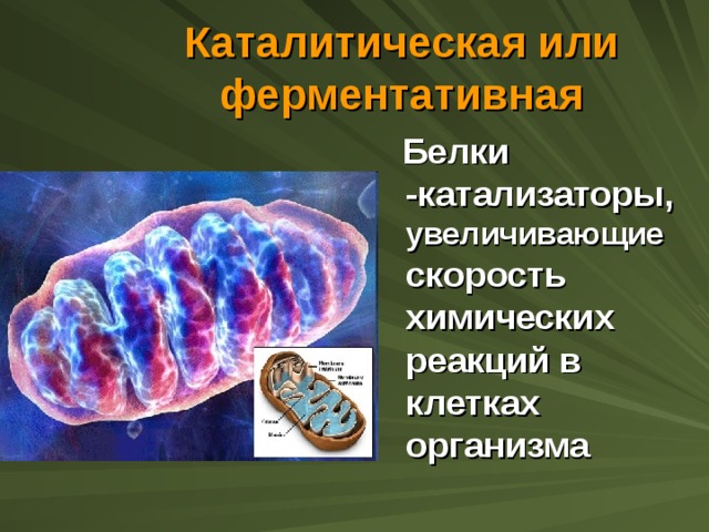 Каталитическая или ферментативная  Белки -катализаторы, увеличивающие скорость химических реакций в клетках организма 