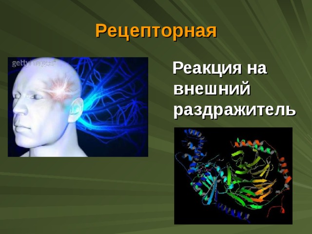 Рецепторная  Реакция на внешний раздражитель 