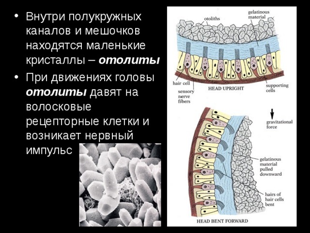 При исследовании функции мешочков преддверия в кресле барани больного наклоняют на