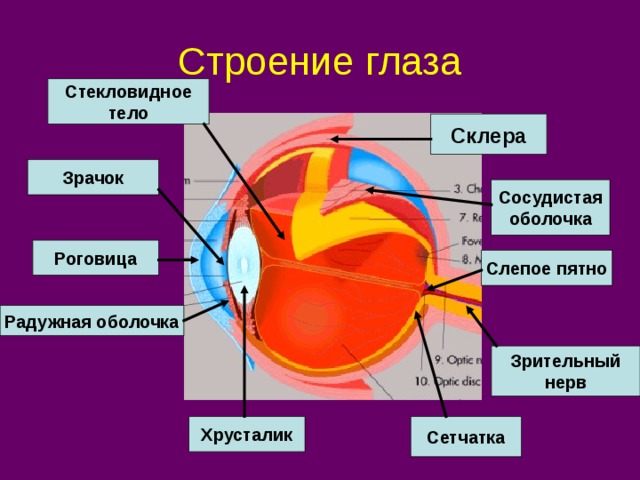 Стекловидное тело глаза фото