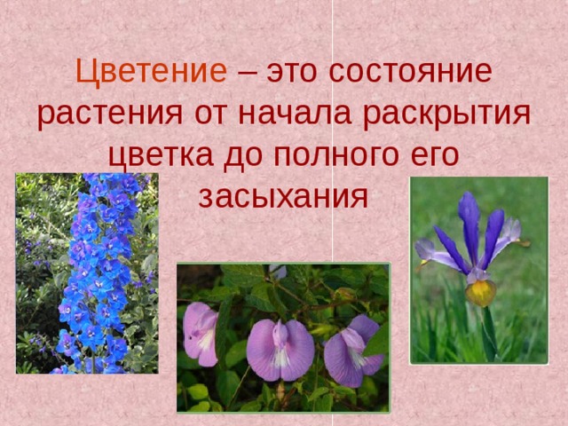 Цветение – это состояние растения от начала раскрытия цветка до полного его засыхания 