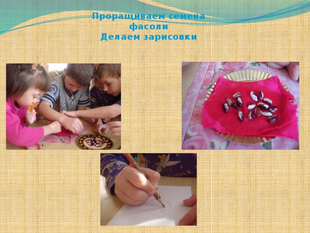 Проращиваем семена фасоли Делаем зарисовки 