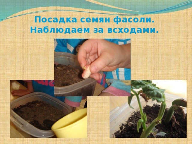   Посадка семян фасоли. Наблюдаем за всходами.  