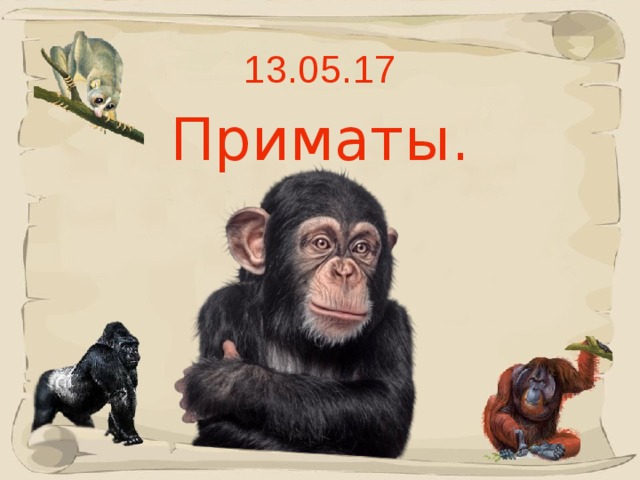 13.05.17 Приматы.