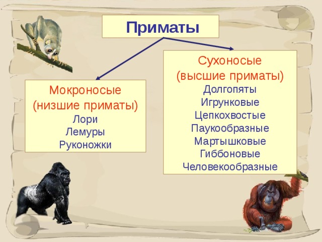 Приматы Сухоносые (высшие приматы) Долгопяты Игрунковые Цепкохвостые Паукообразные Мартышковые Гиббоновые Человекообразные Мокроносые (низшие приматы) Лори Лемуры Руконожки