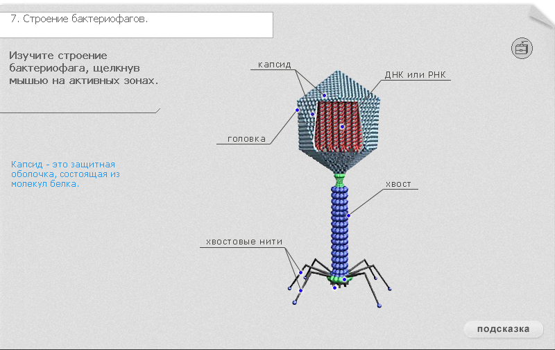 Есть ли у вирусов клетки. Строение клетки бактериофага. Зарисуйте строение бактериофага. Строение бактериофага без подписей. Бактериофаг полное строение ядро.