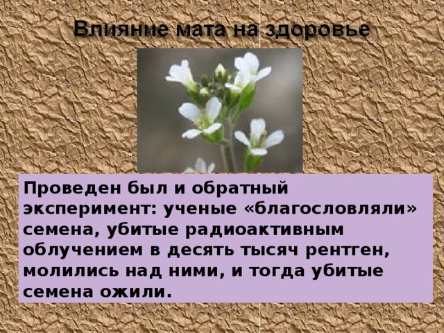 Проведен был и обратный эксперимент: ученые «благословляли» семена, убитые радиоактивным облучением в десять тысяч рентген, молились над ними, и тогда убитые семена ожили.  