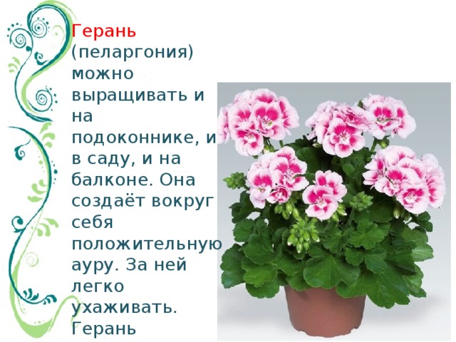 Герань  (пеларгония) можно выращивать и на подоконнике, и в саду, и на балконе. Она создаёт вокруг себя положительную ауру. За ней легко ухаживать. Герань переносит прямые солнечные лучи. Растение не любит переувлажнения. 
