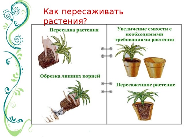 Как пересаживать растения? 
