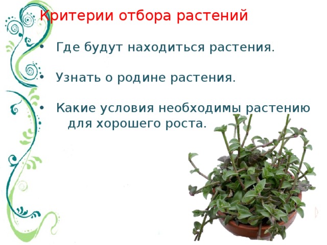 Критерии отбора растений Где будут находиться растения. Узнать о родине растения. Какие условия необходимы растению  для хорошего роста. 