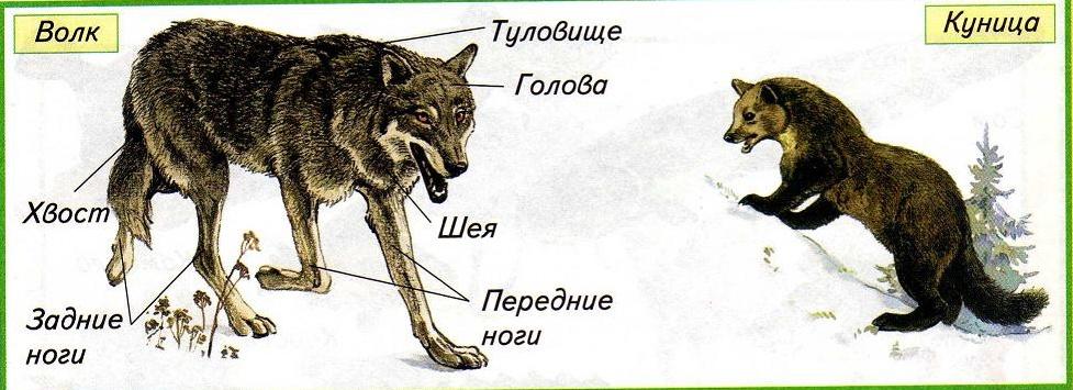 Кто такие звери технологическая карта урока - 83 фото