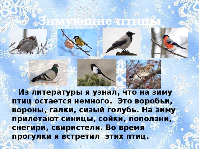 Почему зимующие птицы остаются зимовать. Прилетающие птицы на зиму. Птицы прилетающие на зимовку. Какие птицы прилетают зимой. Птицы которые прилетают зимой в Россию.