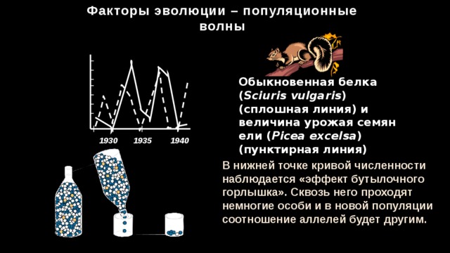 Факторы эволюции – популяционные волны Обыкновенная белка ( Sciuris vulgaris ) (сплошная линия) и величина урожая семян ели ( Picea excelsa ) (пунктирная линия) 1930 1935 1940 В нижней точке кривой численности наблюдается «эффект бутылочного горлышка». Сквозь него проходят немногие особи и в новой популяции соотношение аллелей будет другим. 