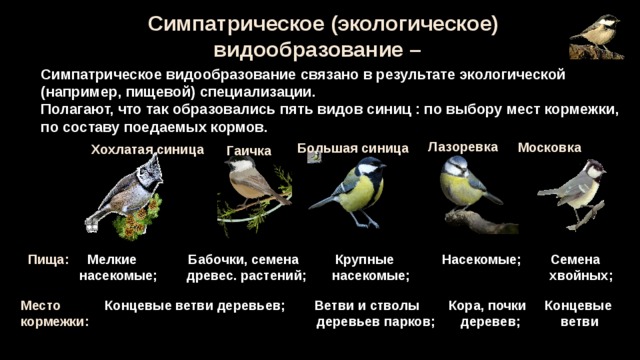 Симпатрическое (экологическое) видообразование – Симпатрическое видообразование связано в результате экологической (например, пищевой) специализации.  Полагают, что так образовались пять видов синиц : по выбору мест кормежки, по составу поедаемых кормов. Лазоревка Московка Большая синица Хохлатая синица Гаичка 1  Пища: Мелкие Бабочки, семена Крупные Насекомые; Семена  насекомые; древес. растений; насекомые; хвойных; Место Концевые ветви деревьев; Ветви и стволы Кора, почки Концевые кормежки: деревьев парков; деревев; ветви 20 