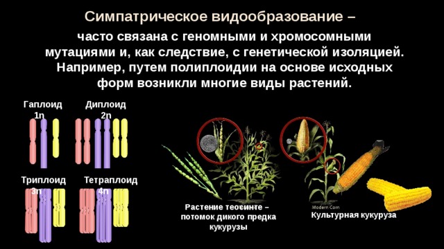 Симпатрическое видообразование – часто связана с геномными и хромосомными мутациями и, как следствие, с генетической изоляцией. Например, путем полиплоидии на основе исходных форм возникли многие виды растений. Гаплоид Диплоид  1n 2n Триплоид Тетраплоид  3n 4n Растение теосинте – потомок дикого предка кукурузы Культурная кукуруза 