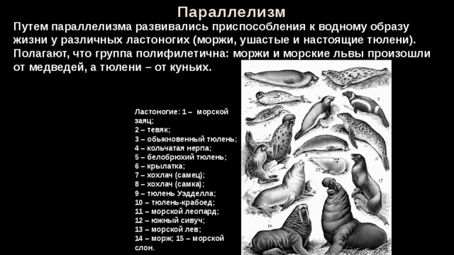 Параллелизм Путем параллелизма развивались приспособления к водному образу жизни у различных ластоногих (моржи, ушастые и настоящие тюлени). Полагают, что группа полифилетична: моржи и морские львы произошли от медведей, а тюлени – от куньих. Ластоногие: 1 – морской заяц; 2 – тевяк; 3 – обыкновенный тюлень; 4 – кольчатая нерпа; 5 – белобрюхий тюлень; 6 – крылатка; 7 – хохлач (самец); 8 – хохлач (самка); 9 – тюлень Уэдделла; 10 – тюлень-крабоед; 11 – морской леопард; 12 – южный сивуч; 13 – морской лев; 14 – морж; 15 – морской слон. 