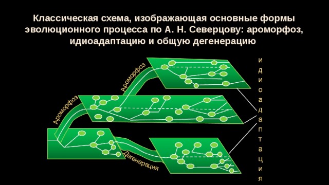 Классическая схема, изображающая основные формы эволюционного процесса по А. Н. Северцову: ароморфоз, идиоадаптацию и общую дегенерацию 