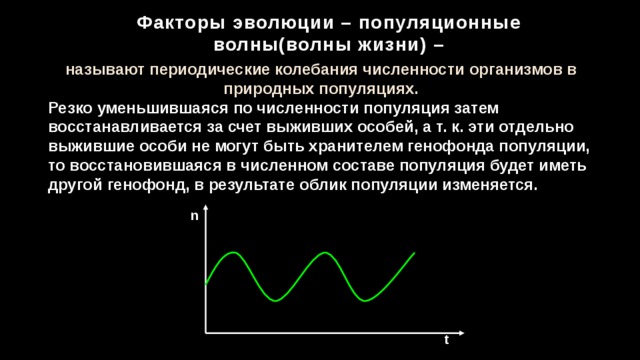 Факторы эволюции – популяционные волны(волны жизни) – называют периодические колебания численности организмов в природных популяциях. Резко уменьшившаяся по численности популяция затем восстанавливается за счет выживших особей, а т. к. эти отдельно выжившие особи не могут быть хранителем генофонда популяции, то восстановившаяся в численном составе популяция будет иметь другой генофонд, в результате облик популяции изменяется. n t 