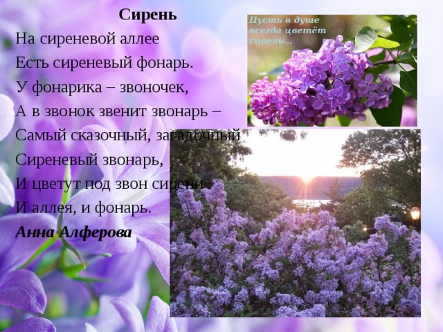 Презентация сирень средняя группа