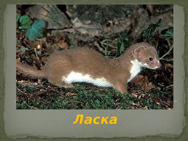 Ласка 