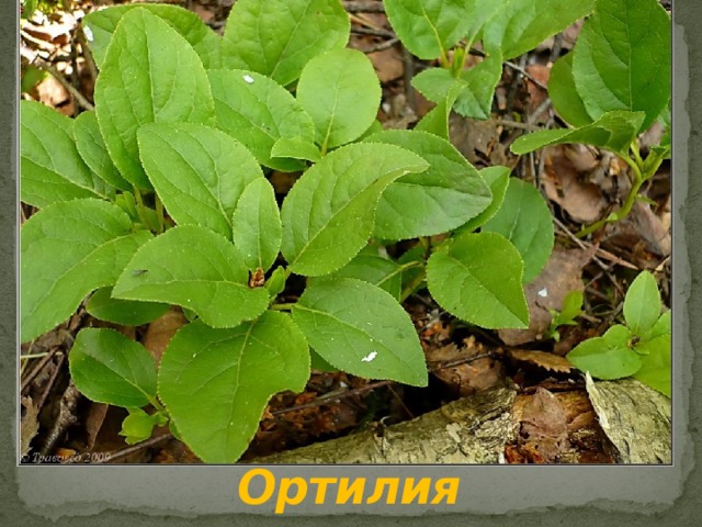 Ортилия 