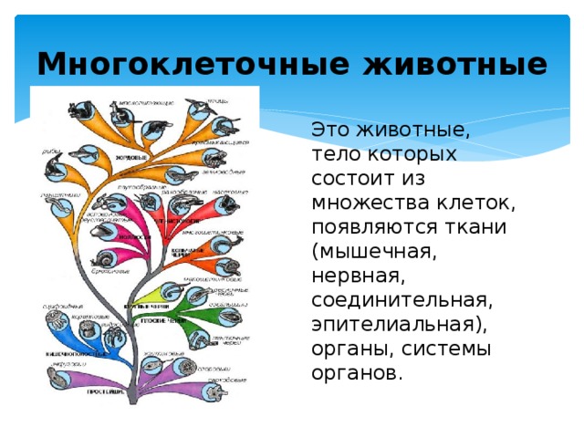 Характеристика царства животных 5 класс биология презентация