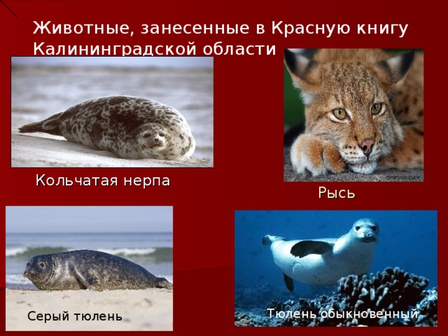 Животные, занесенные в Красную книгу Калининградской области Рысь Кольчатая нерпа  Тюлень обыкновенный Серый тюлень  