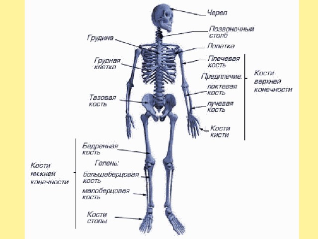 Конкурсно- игровая программа "Безопасное колесо"план-конспект занятия (1, 2, 3, 4 класс)