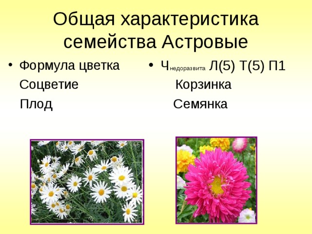 Общая характеристика семейства Астровые Формула цветка Ч недоразвита Л(5) Т(5) П1  Соцветие Корзинка  Плод Семянка 