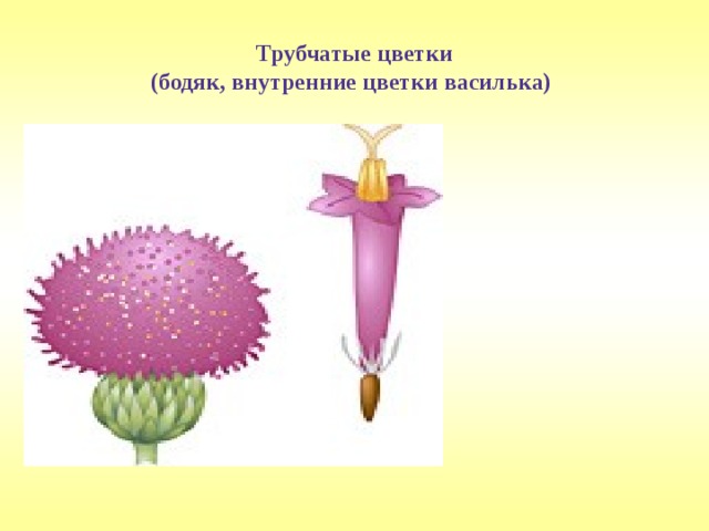 Трубчатые цветки  (бодяк, внутренние цветки василька)  Знаете ли вы?  