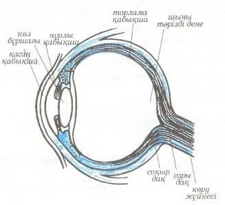 Көз оптикалық жүйе көздiң көру кемшіліктері және оларды түзету әдiстері презентация