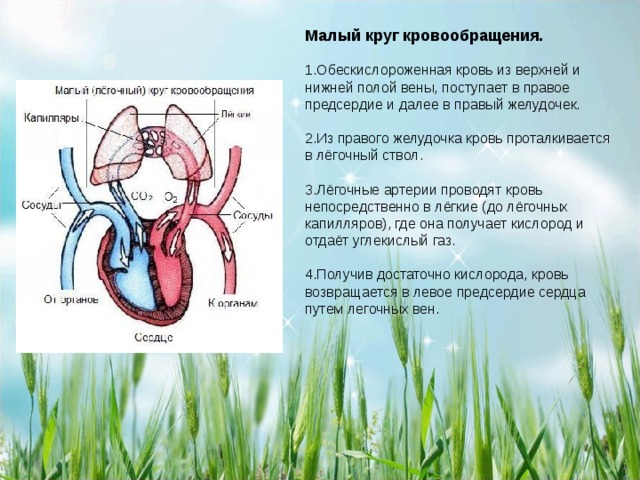 Какой цифрой на рисунке обозначена камера сердца в которую кровь поступает из малого круга