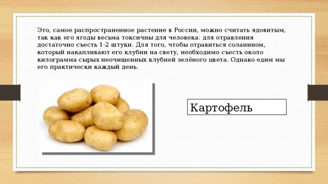 Это, самое распространенное растение в России, можно считать ядовитым, так как его ягоды весьма токсичны для человека: для отравления достаточно съесть 1-2 штуки. Для того, чтобы отравиться соланином, который накапливают его клубни на свету, необходимо съесть около килограмма сырых неочищенных клубней зелёного цвета. Однако едим мы его практически каждый день. Картофель 