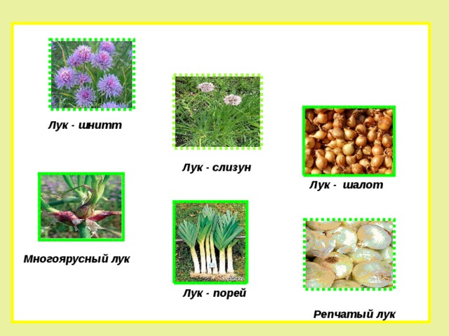 Составь план статьи лук от семи недуг