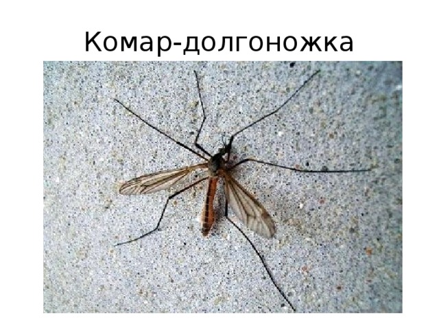 Малярийный комар фото в россии как отличить