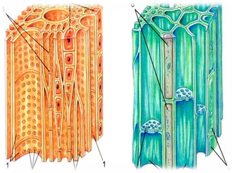 Клетки древесины Ксилема флоэма. Проводящая ткань растений Ксилема и флоэма. Ксилема и флоэма корня