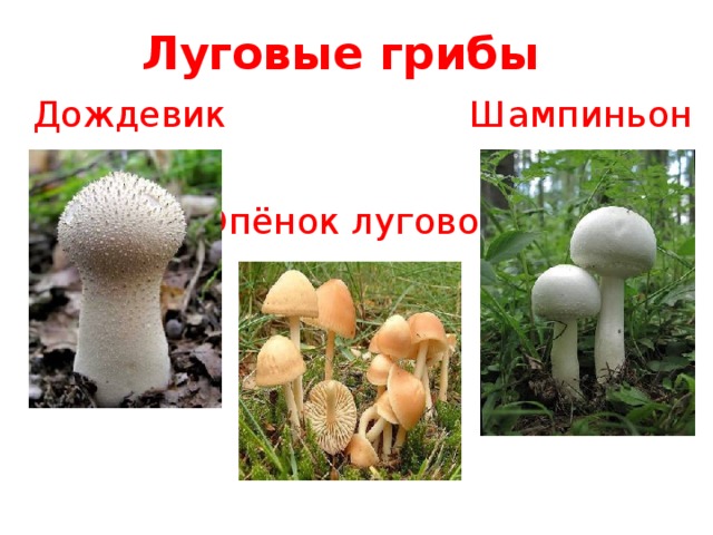 Луговые грибы Шампиньон Дождевик Опёнок луговой 