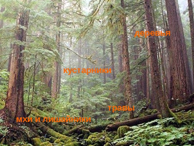 Лесные этажи деревья Деревья Кустарники Кустарнички и травы Мхи и лишайники кустарники  травы мхи и лишайники 