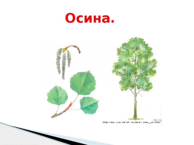 Картинка осина для детей