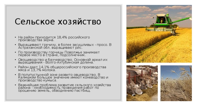 Сельское хозяйство На район приходится 18,4% российского производства зерна. Выращивают гречиху, в более засушливых - просо. В Астраханской обл. выращивают рис. По производству горчицы Поволжье занимает первое место в стране, подсолнечник. Овощеводство и бахчеводство. Основной ареал их выращивания - Волго-Ахтубинская долина. Район дает 14,1% общероссийского производства мяса и 13,7% молока. В полупустынной зоне развито овцеводство. В Калмыкии большое значение имеют коневодство и производство кумыса. Важнейшая проблема развития сельского хозяйства района - необходимость проведения работ по орошению земель, обводнению пастбищ. 