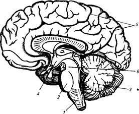 Мозг без подписей. Строение головного мозга без подписей. Структура головного мозга рисунок. Головной мозг рисунок без подписей. Отделы головного мозга рисунок без подписей.