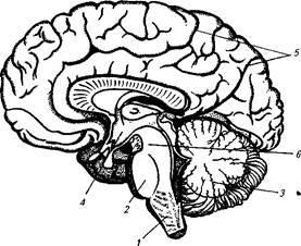 Строение головного мозга рисунок без подписей