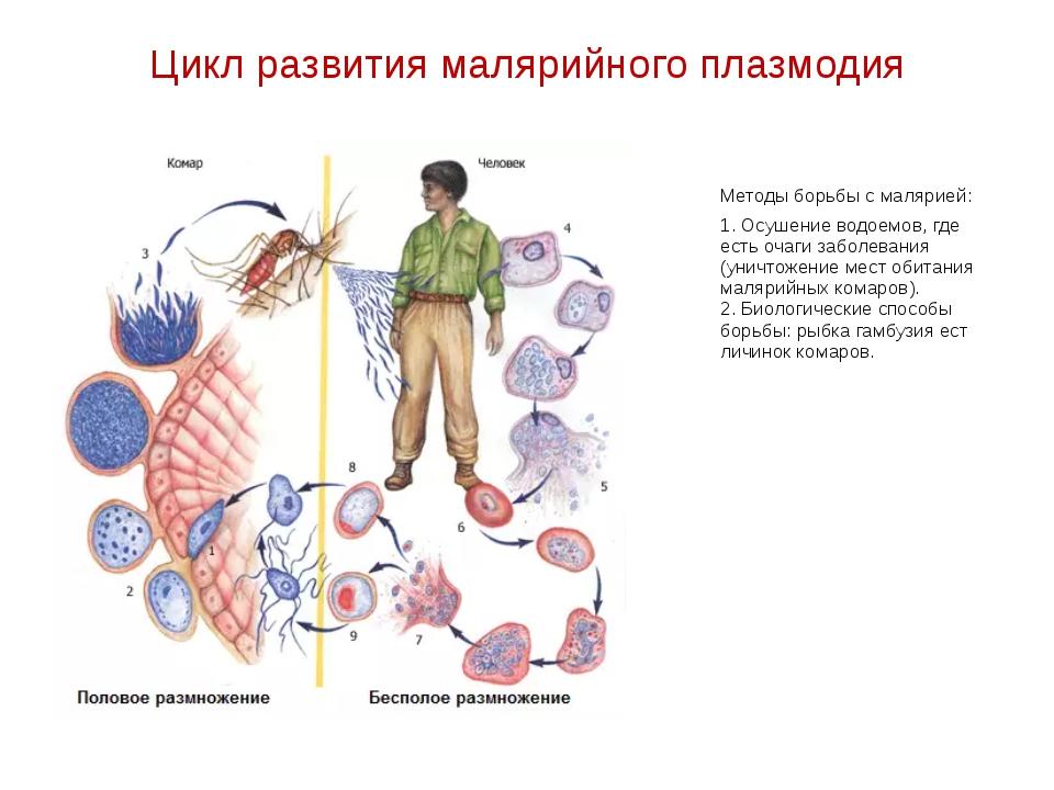 Малярийный плазмодий в кишечнике
