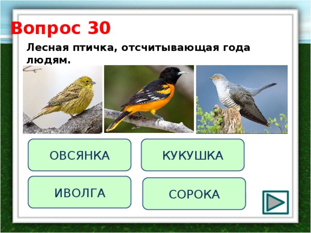 Только иволги кричат да кукушки. Кукушка и Иволга. Иволга воробьи. Иволга птица фото и описание. Тип развития птиц Иволга.