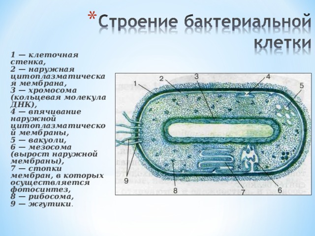 Бактериальная клетка окружена плотной. Выросты мембраны бактериальной клетки. Строение оболочки бактериальной клетки. Описание строения бактериальной клетки. Общий план строения бактериальной клетки.