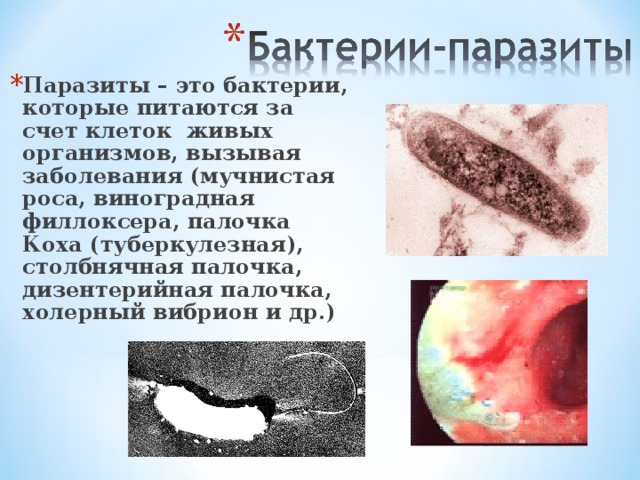 Паразиты – это бактерии, которые питаются за счет клеток живых организмов, вызывая заболевания (мучнистая роса, виноградная филлоксера, палочка Коха (туберкулезная), столбнячная палочка, дизентерийная палочка, холерный вибрион и др.) 